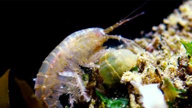 小甲壳纲动物属gammarus抓住了小海葵入侵者黑色的海迪亚杜梅内利纳塔敖德萨湾